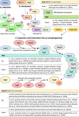 An Update on Autophagy in Prion Diseases